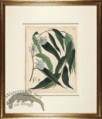Andrews Botanicals in Gold Frame 02
